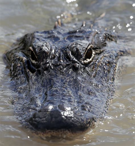 Alligator Prices 2021 Louisiana